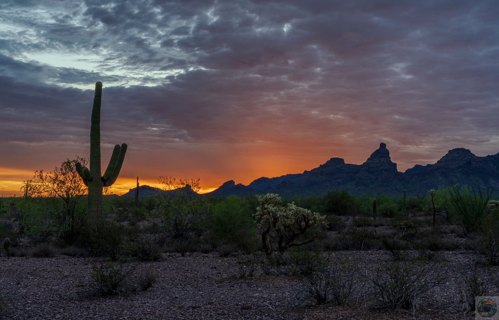 Sonoran Dawn
