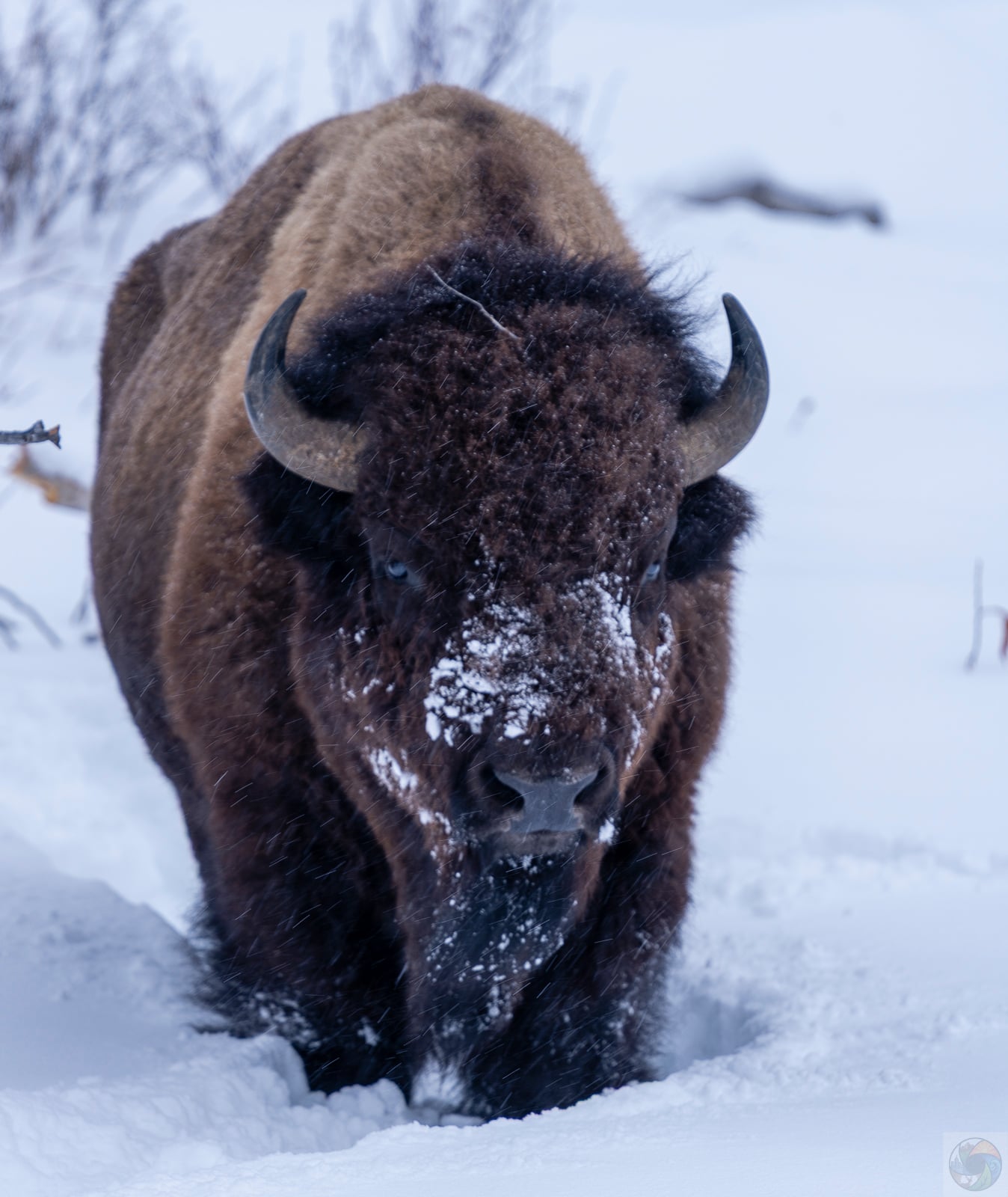 Bison in the Deeps