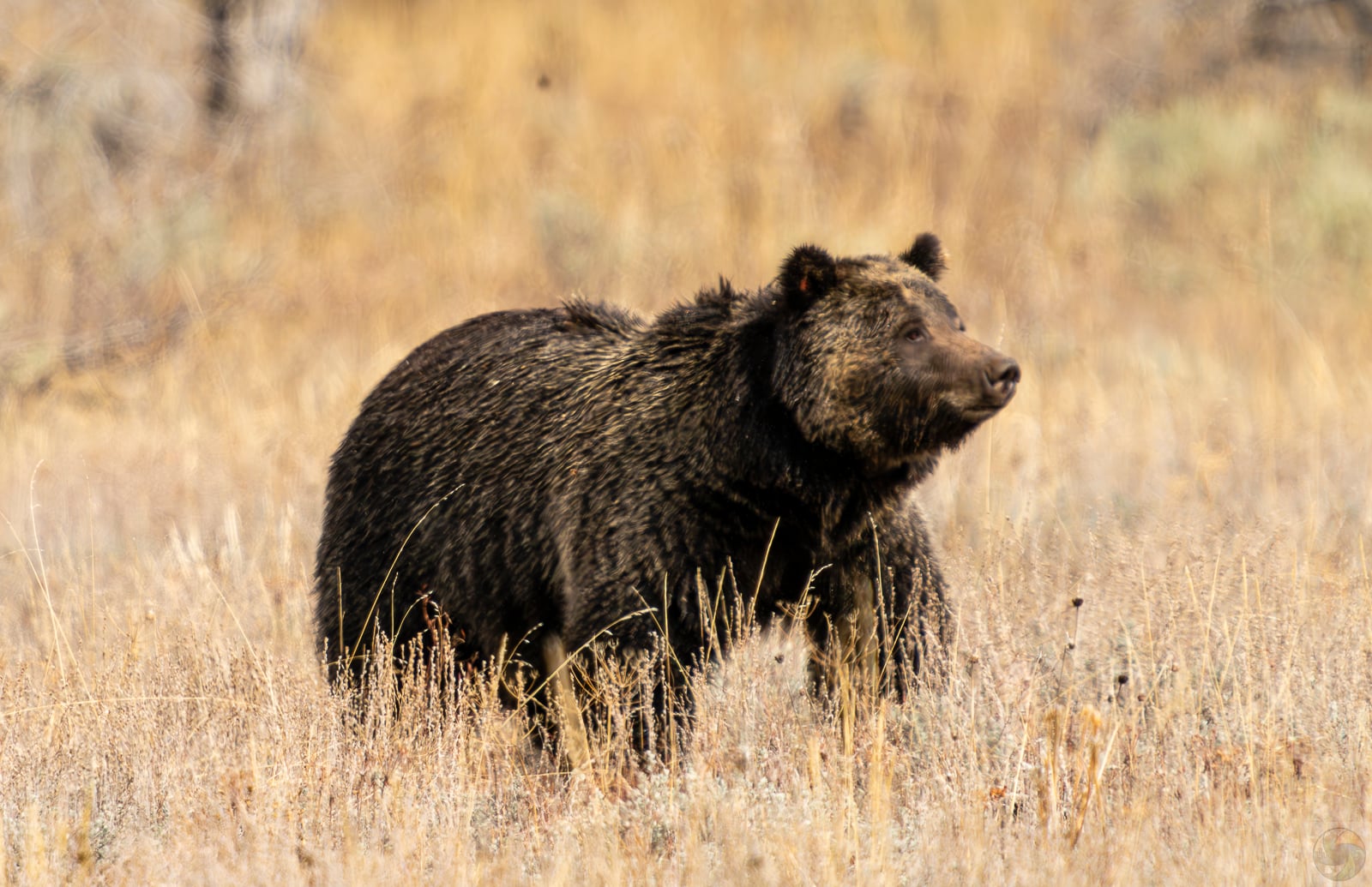 Grizzly Roaming