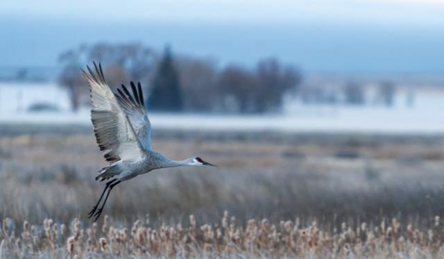 Sandhill at Dawn