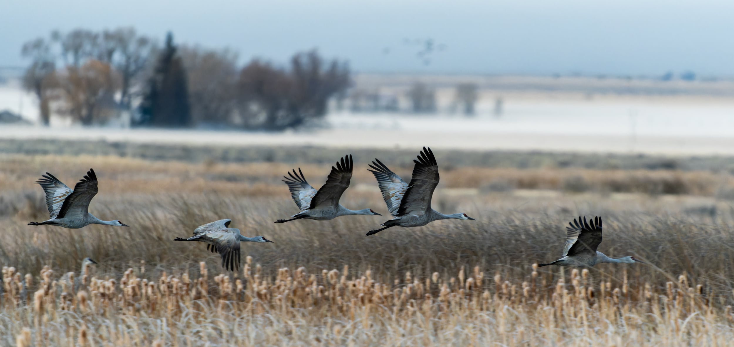 Sandhill Flock