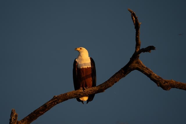 Fish Eagle at Sunset