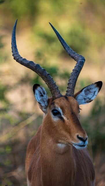 Impala in Shade