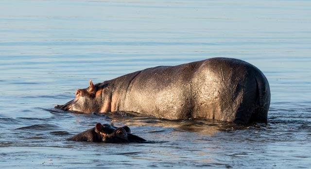 Wallow time