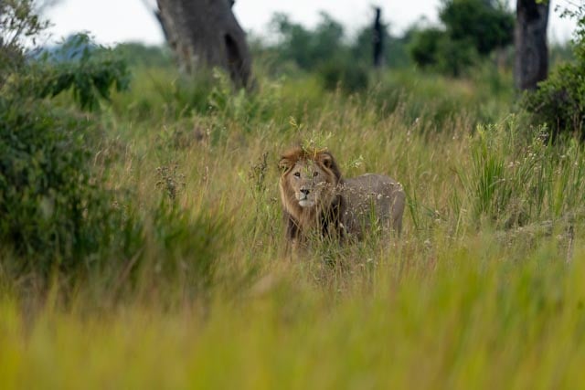 Lion Eyes