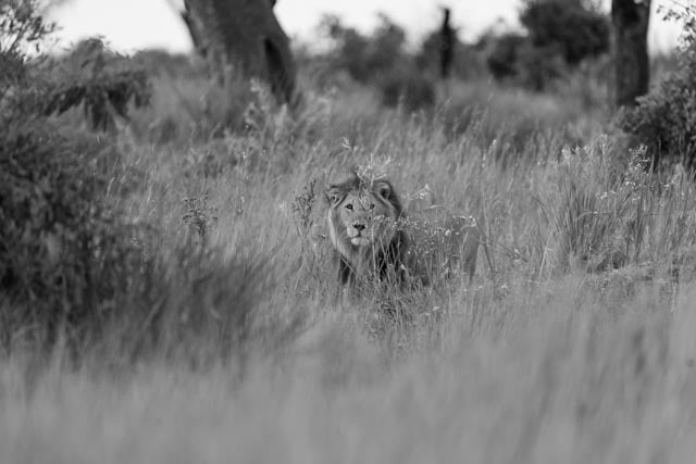 Lion Eyes B&W