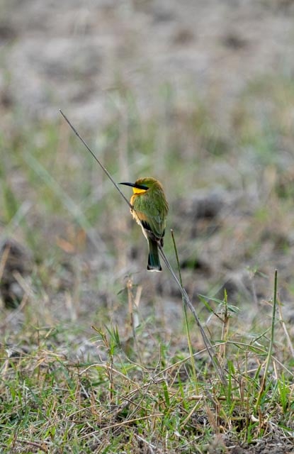 Beeeater at rest
