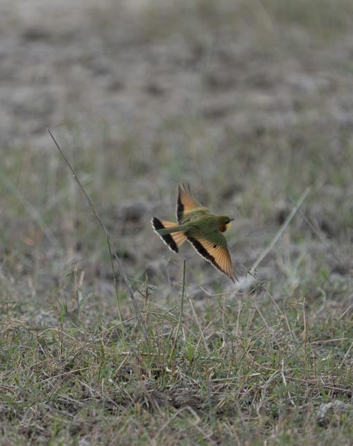 Beeeater in Flight