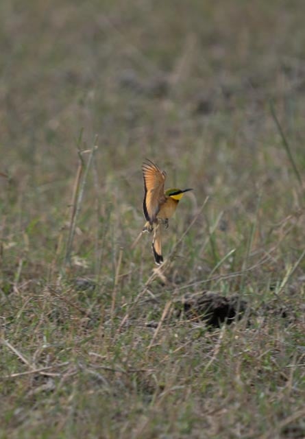 Beeeater Takes Flight