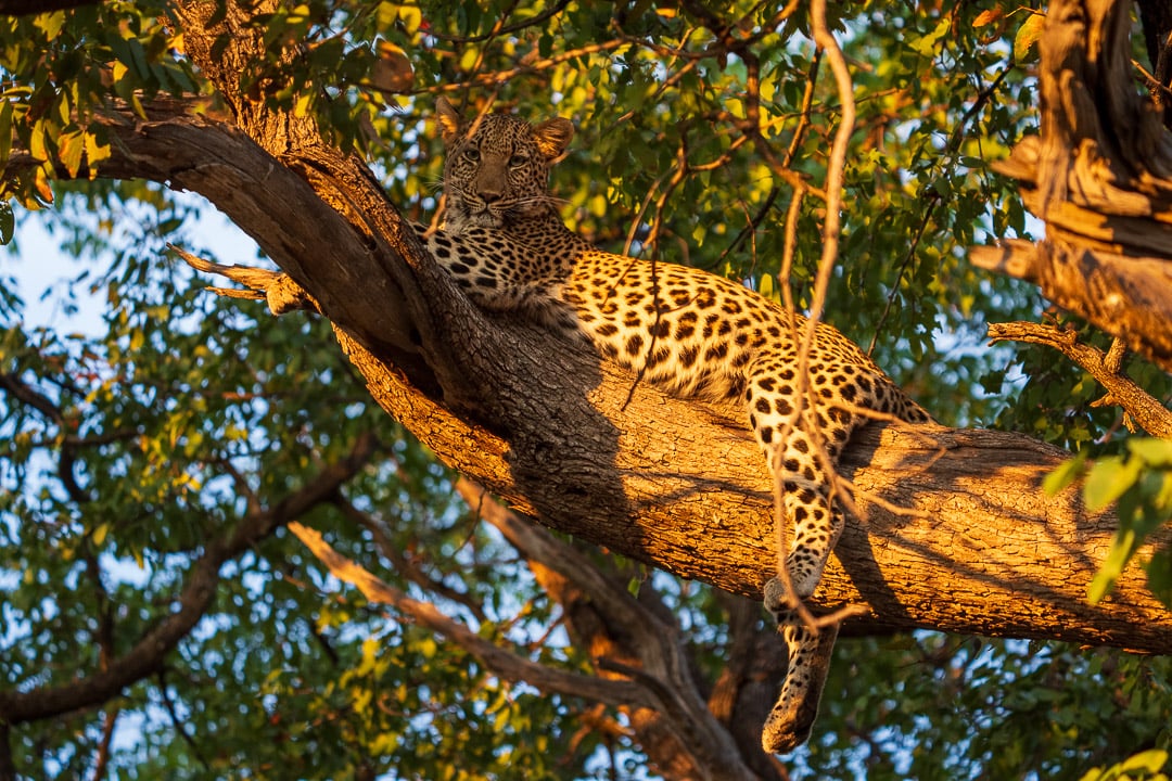 Leopard's Last Light